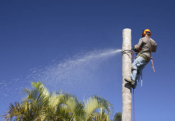How Our Tree Care Process Works  in  Fernandina Beach, FL