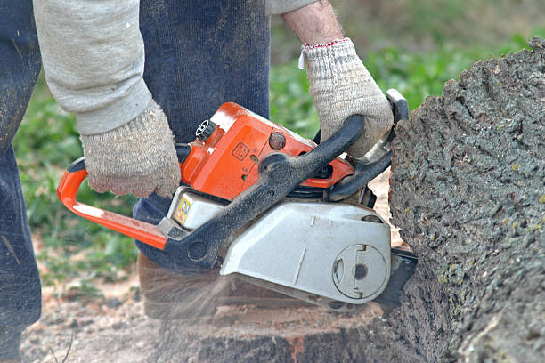Trusted Fernandina Beach, FL Tree Care Experts